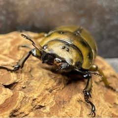 ババオウゴンオニクワガタ　単orペアの画像