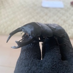 オオクワガタ能勢YG血統　ペアの画像