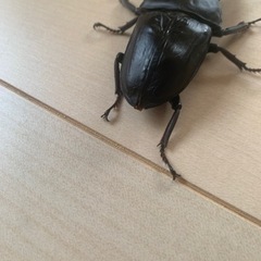 オオクワガタ能勢YG血統　ペアの画像