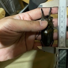 ババオウゴンオニクワガタ　単orペアの画像