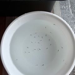 メダカ　国色天香稚魚