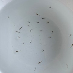 メダカ　国色天香稚魚の画像