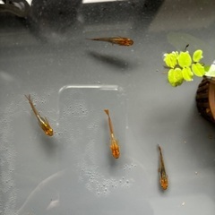 メダカ　国色天香稚魚の画像