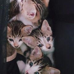ブラウンマッカレルタビー　タキシード　マスクアンドマントル　その2/4  オス 猫白血病ウイルス、猫エイズともに検査陰性でした - 伊勢市