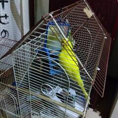 インコの里親