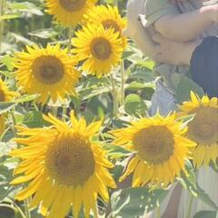 ひまわり畑の写真撮影✿スマホでも一眼レフでも