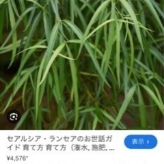 誰か教えて頂きたく思います。（南米の植物探してます。）
