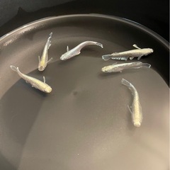 エメキン　メダカ　めだか　の画像