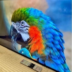 TOSHIBA REGZA 4K 43V スマートテレビの画像