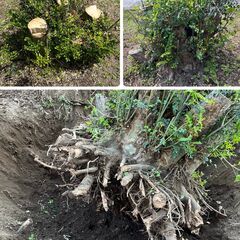 草刈り伐採　便利屋業作業員募集してます！の画像