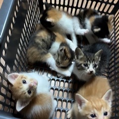 生後1ヶ月♡可愛すぎる6兄妹♡小さな子猫