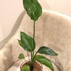 ご相談中抜き苗🌱ｽﾄﾚﾘﾁｱ（多分ﾆｺﾗｲ/ｵｰｶﾞｽﾀ）観葉植物