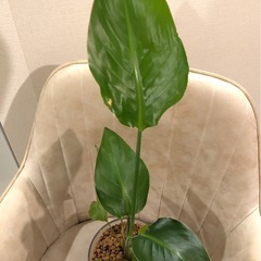 ご相談中抜き苗🌱ｽﾄﾚﾘﾁｱ（多分ﾆｺﾗｲ/ｵｰｶﾞｽﾀ）観葉植物の画像