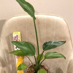 ご相談中抜き苗🌱ｽﾄﾚﾘﾁｱ（多分ﾆｺﾗｲ/ｵｰｶﾞｽﾀ）観葉植物の画像