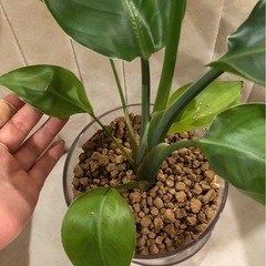 ご相談中抜き苗🌱ｽﾄﾚﾘﾁｱ（多分ﾆｺﾗｲ/ｵｰｶﾞｽﾀ）観葉植物の画像
