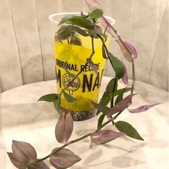 ﾄﾗﾃﾞｨｽｶﾝﾁｱ ﾗﾍﾞﾝﾀﾞｰ 植物