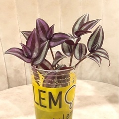 ご相談中ﾄﾗﾃﾞｨｽｶﾝﾁｱ ｾﾌﾞﾘﾅ  植物