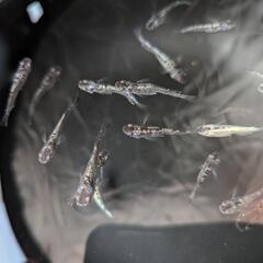 メダカ　めだか　クラウドグレーダイヤ　7匹の画像
