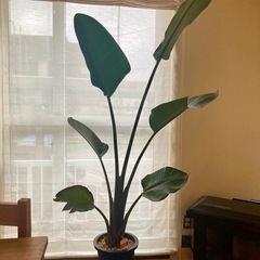 ストレチア　オーガスタ　観葉植物