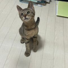 残念ですが募集終了