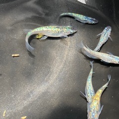サファイア　若魚　30匹の画像