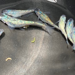 サファイア　若魚　30匹の画像