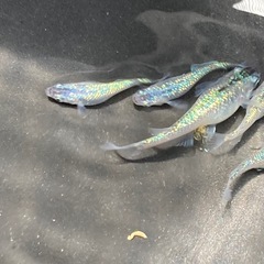 サファイア　若魚　30匹の画像