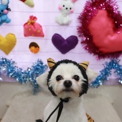 里親募集　人懐こいポメプー女の子 - 帯広市