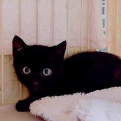 🍀🐈‍⬛7月27日(土)🐕‍🦺🍀島忠ホームズ昭島店様にて毎月第4...