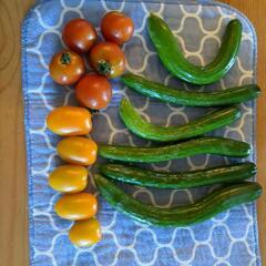 家庭菜園の収穫野菜の画像