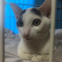 沖縄三毛ちゃん