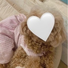 犬用ケージ探しています
