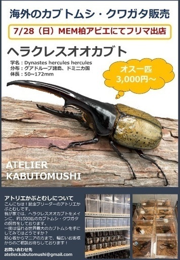 7/28柏フリマにてヘラクレスオオカブト販売！