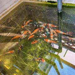 錦鯉養魚、当歳錦鯉選別沢山