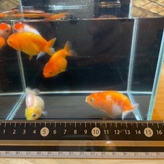 金魚　ライオンヘッド