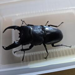 パラワンオオヒラタ　♂1♀１即ブリ可②