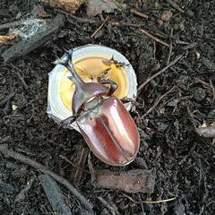 カブトムシとたまご