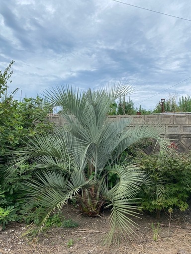 お店や自宅庭に！おしゃれなヤシかなり大きいです。