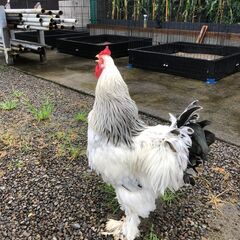 ライトブラマ種　オス