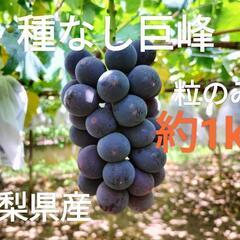 【農家直売】種なし巨峰 粒 約1kg （粒のみの量）