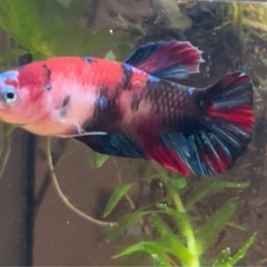 ベタ(オス)　熱帯魚　アクアリウム