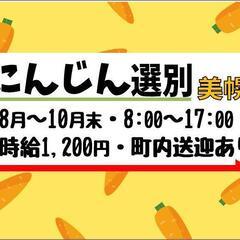 【短期◇高時給】にんじん選別〈美幌〉