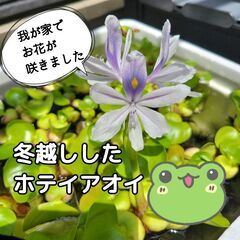 【自家製🌿冬越しして元気な無農薬ホテイアオイ🌿他の水草と一緒なら...