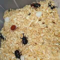 国産カブトムシ 一匹100円～ 直接来られる方限定の画像