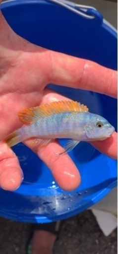 熱帯魚　アフリカンシクリッド  Labeotropheus trewavasae Lions Cove O.B   WILD.  F1.  7〜8㎝　　写真個体販売　セレクト品