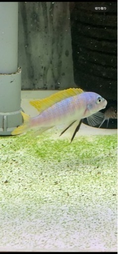 熱帯魚　アフリカンシクリッド  Labeotropheus trewavasae Lions Cove O.B   WILD.  F1.  7〜8㎝　　写真個体販売　セレクト品