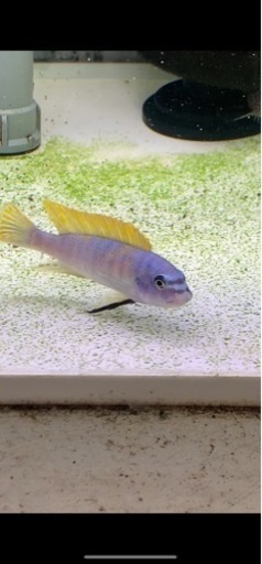 熱帯魚　アフリカンシクリッド  Labeotropheus trewavasae Lions Cove O.B   WILD.  F1.  7〜8㎝　　写真個体販売　セレクト品