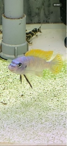 熱帯魚　アフリカンシクリッド  Labeotropheus trewavasae Lions Cove O.B   WILD.  F1.  7〜8㎝　　写真個体販売　セレクト品