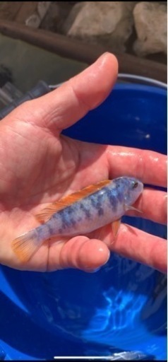 熱帯魚　アフリカンシクリッド  Labeotropheus trewavasae Lions Cove O.B  WILD. F1.  9-10㎝　写真個体販売　　セレクト品