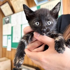 子猫の里親募集　生後1.5月位